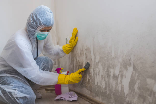 Best Basement Mold Remediation in Logan Elm Village, OH