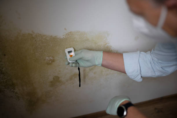 Best Mold Remediation for Specific Building Types in Logan Elm Village, OH