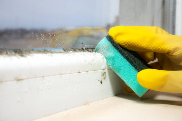 Best DIY Mold Remediation Support Services in Logan Elm Village, OH