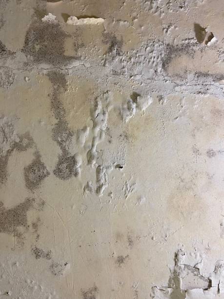 Best Crawl Space Mold Remediation in Logan Elm Village, OH
