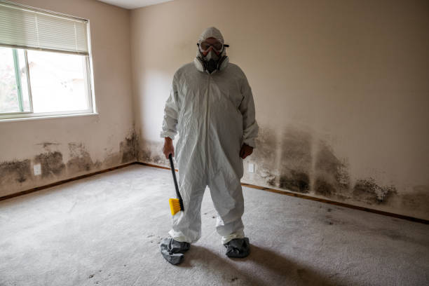 Best Black Mold Remediation in Logan Elm Village, OH