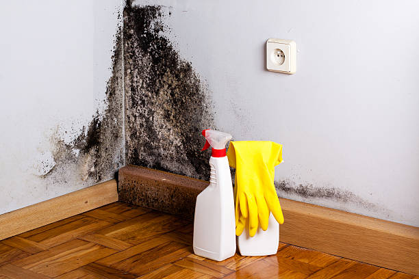 Best Bathroom Mold Remediation in Logan Elm Village, OH
