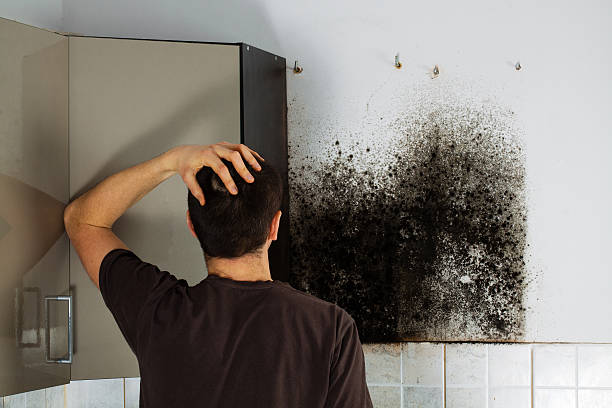 Reliable Logan Elm Village, OH Mold Remediation Solutions
