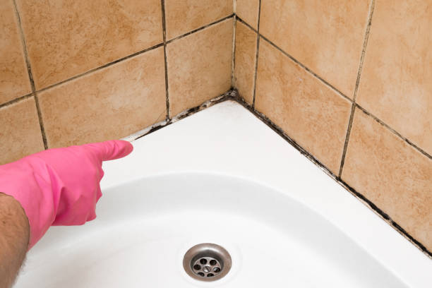 Best White Mold Remediation in Logan Elm Village, OH